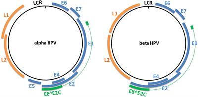 Mucosal and Cutaneous Human Papillomavirus Infections and Cancer Biology